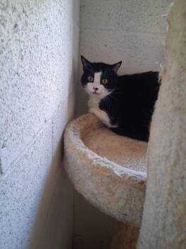 Patches -  Domestic Short Hair Cat for Adoption in Ontario, California - Patches | PetCurious
