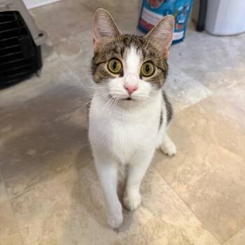 Domestic Short Hair Cats Available for Adoption - Milli | PetCurious