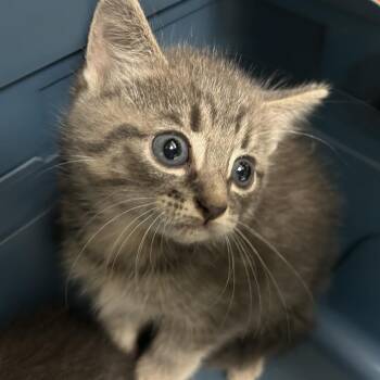 Clockwork -  Domestic Short Hair Cat for Adoption in Lynchburg, Virginia - Clockwork | PetCurious