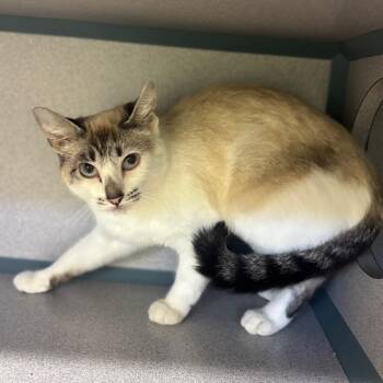 Mali -  Domestic Short Hair Cat for Adoption in Marshalltown, Iowa - Mali | PetCurious