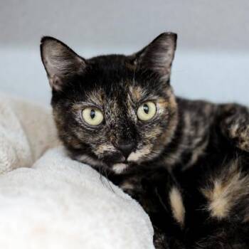 Wisteria -  Domestic Short Hair Cat for Adoption in Atlanta, Georgia - Wisteria | PetCurious