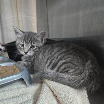 Neptune -  Domestic Short Hair Cat for Adoption in Ridgely, Maryland - Neptune | PetCurious