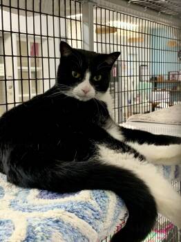 Rescue Domestic Short Hair Cats for Adoption in Allegan, Michigan - Dottie * | PetCurious