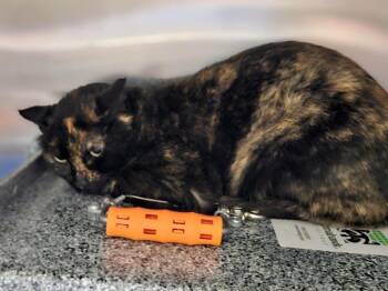 Domestic Short Hair Cats Available for Adoption in Rockwall, Texas - Tory | PetCurious