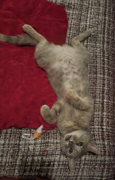 Rescue Tortoiseshell Cats for Adoption in Nacogdoches, Texas - Peaches | PetCurious