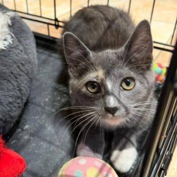 Pat -  Domestic Short Hair Cat for Adoption in Los Angeles, California - Pat | PetCurious