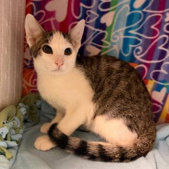 Esteban -  Domestic Short Hair Cat for Adoption - Esteban | PetCurious