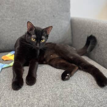 Rescue Domestic Short Hair Cats for Adoption in Tracy, California - Salem | PetCurious