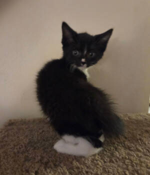 Rescue Domestic Short Hair Cats for Adoption in Parkville, Maryland - Yankee Stadium | PetCurious