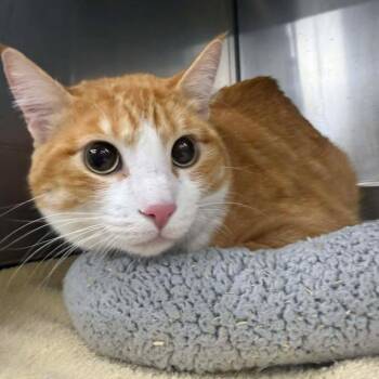 Domestic Short Hair Cats Available for Adoption - Henry | PetCurious