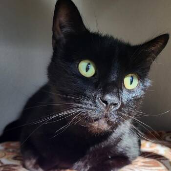 Hank Hill -  Domestic Short Hair Cat for Adoption in Grayslake, Illinois - Hank Hill | PetCurious