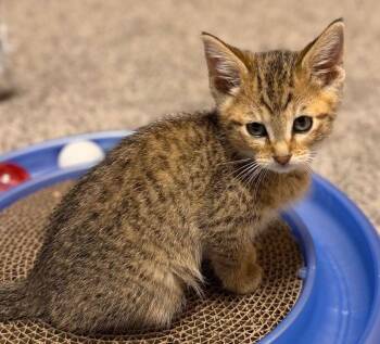 Starr -  Domestic Short Hair Cat for Adoption in Washburn, Wisconsin - Starr | PetCurious