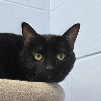 Taco -  Domestic Short Hair Cat for Adoption in Camden, Delaware - Taco | PetCurious