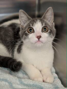 Gloria -  Domestic Short Hair Cat for Adoption in Chambersburg, Pennsylvania - Gloria | PetCurious