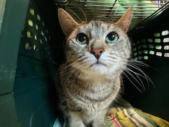 MAAM -  Domestic Short Hair Cat for Adoption in Boston, Massachusetts - MAAM | PetCurious