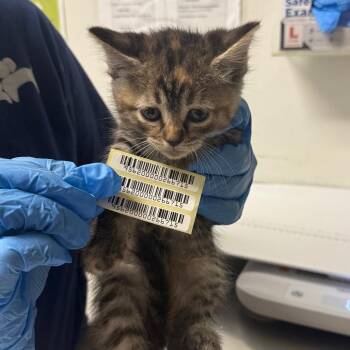 Mary-ann -  Domestic Medium Hair Cat for Adoption in Charleston, West Virginia - Mary-ann | PetCurious