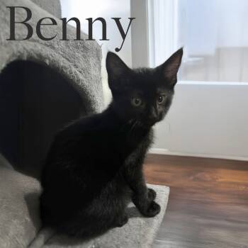 Rescue Domestic Short Hair Cats for Adoption in Hanna City, Illinois - Benny | PetCurious