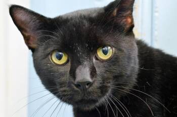 Jiji -  Domestic Short Hair Cat for Adoption in Sanford, Florida - Jiji | PetCurious