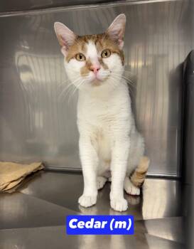 Cedar -  Domestic Short Hair Cat for Adoption in Montville, New Jersey - Cedar | PetCurious
