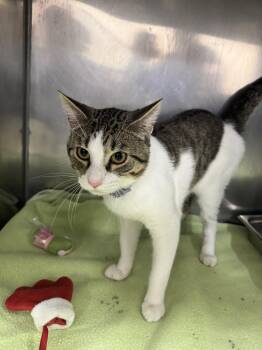 Rescue Domestic Short Hair Cats for Adoption in Passaic, New Jersey - Diego | PetCurious