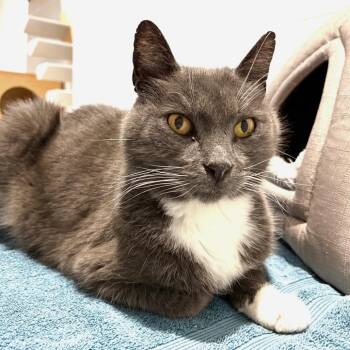 Domestic Short Hair Cats Available for Adoption in Sarasota, Florida - Grumpy | PetCurious