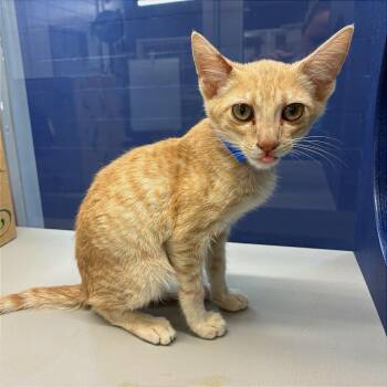 Aspen -  Domestic Short Hair Cat for Adoption in Brentwood, Missouri - Aspen | PetCurious