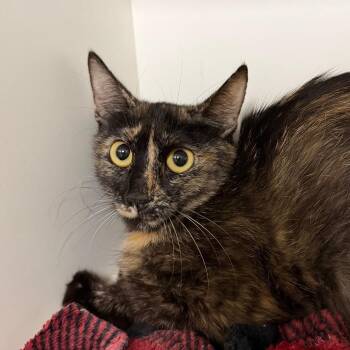 Tammy -  Domestic Short Hair Cat for Adoption in Stillwater, Oklahoma - Tammy | PetCurious
