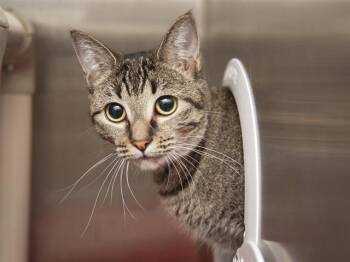 THELMA -  Domestic Short Hair Cat for Adoption in Phoenix, Arizona - THELMA | PetCurious