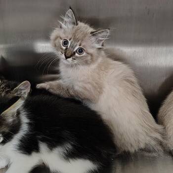 Tinkerbell -  Domestic Medium Hair Cat for Adoption in Coos Bay, Oregon - Tinkerbell | PetCurious