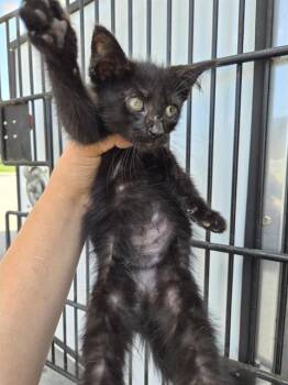 A656903 -  Domestic Short Hair Cat for Adoption in Houston, Texas - A656903 | PetCurious