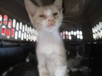 A383650 -  Domestic Short Hair Cat for Adoption in Ocala, Florida - A383650 | PetCurious