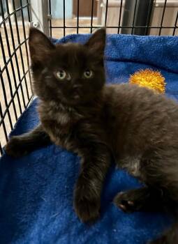Tracy -  Domestic Medium Hair Cat for Adoption in Cottonwood, Arizona - Tracy | PetCurious