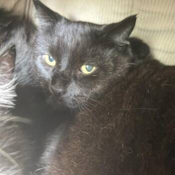 Cocoa Puffs -  Domestic Short Hair Cat for Adoption - Cocoa Puffs | PetCurious
