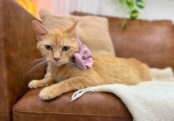 Tabby and Domestic Short Hair Cats Available for Adoption in Friendswood, Texas - Momma Honey | PetCurious