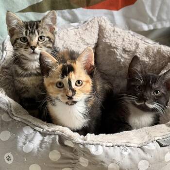 Mackerel -  American Shorthair Cat for Adoption in Sacramento, California - Mackerel | PetCurious