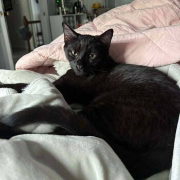 Rescue Domestic Short Hair Cats for Adoption in Littlestown, Pennsylvania - Toby (Foster Kitten) | PetCurious