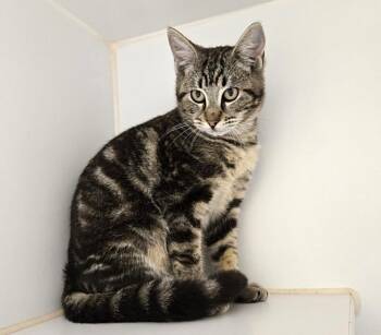 Domestic Short Hair Cats Available for Adoption - STITCH | PetCurious