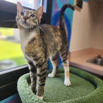 Domestic Short Hair Cats Available for Adoption in Dixon, Illinois - Leia | PetCurious