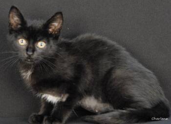 Chapter -  Domestic Short Hair Cat for Adoption in Newland, North Carolina - Chapter | PetCurious