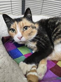 Rescue Domestic Short Hair Cats for Adoption in Long Beach, Washington - Sophie | PetCurious
