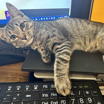 Rescue Domestic Short Hair Cats for Adoption in Allen, Texas - Chase (kinky Tailed) | PetCurious