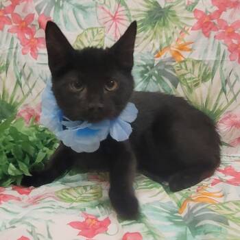 Rescue American Shorthair Cats for Adoption in Tipton, Indiana - Panther | PetCurious