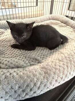 Domestic Short Hair Cats Available for Adoption in Bossier City, Louisiana - Nissi | PetCurious