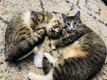 Chi Chi & Digit - CH (Cerebellar Hypoplasia) -  Domestic Short Hair Cat for Adoption in Lucedale, Mississippi - Chi Chi & Digit - CH (Cerebellar Hypoplasia) | PetCurious