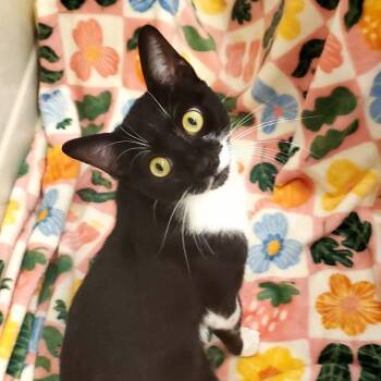 Hot Dog -  Domestic Short Hair Cat for Adoption in Pauls Valley, Oklahoma - Hot Dog | PetCurious