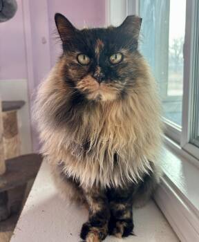 Domestic Long Hair Cats Available for Adoption in Shenandoah, Iowa - Jolene | PetCurious