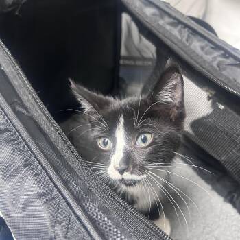 Patience -  Domestic Short Hair Cat for Adoption in Philadelphia, Pennsylvania - Patience | PetCurious