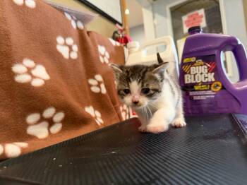 LM4 -  Domestic Short Hair Cat Available for Adoption in Ashland, Wisconsin - LM4 | PetCurious