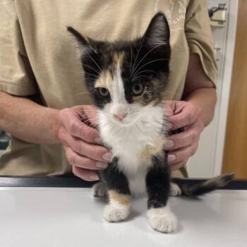 Peach -  Domestic Short Hair Cat for Adoption in Canton, Illinois - Peach | PetCurious