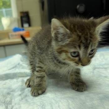 Piper -  Domestic Short Hair Cat for Adoption in Madisonville, Kentucky - Piper | PetCurious